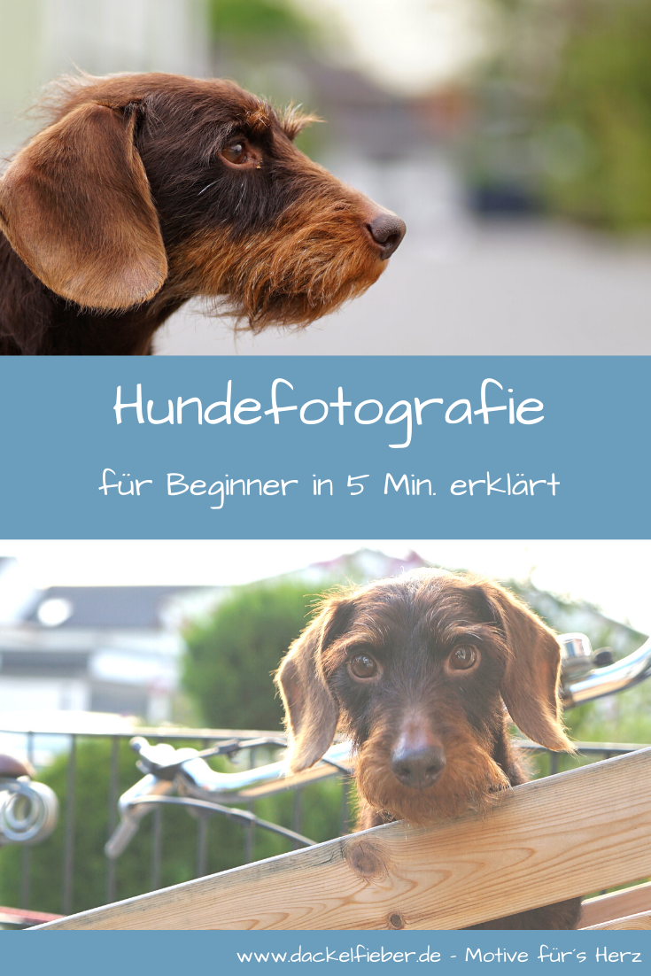Hundefotografie Hunde fotografieren Anleitung