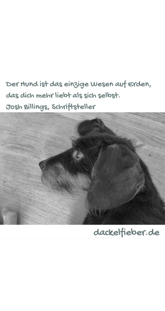 dackelfieber.de