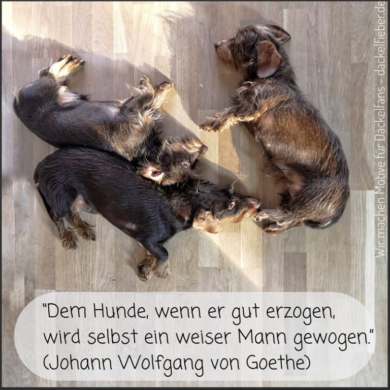 Zitate Dackel dackelfieber.de